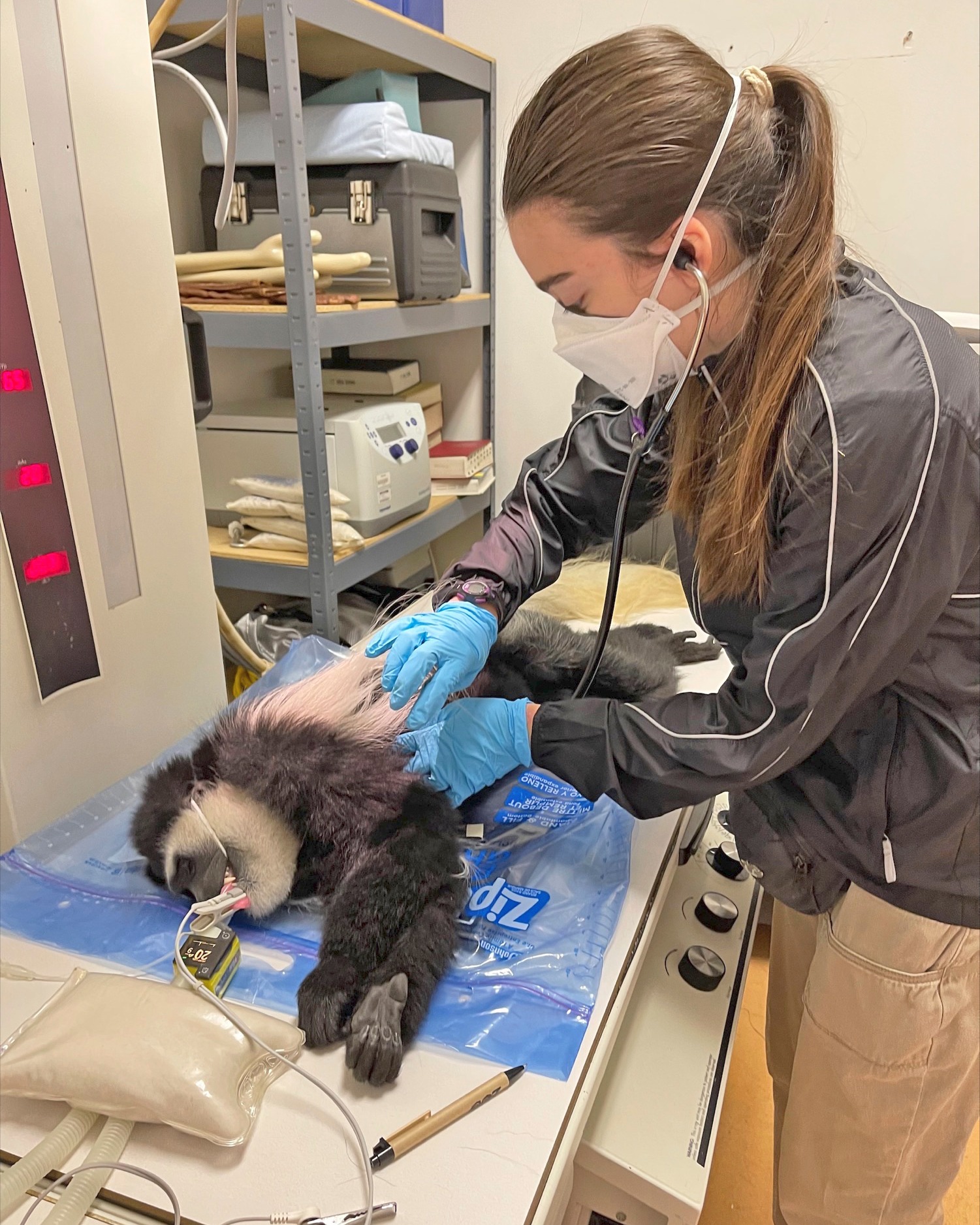 vet tech program michigan state university