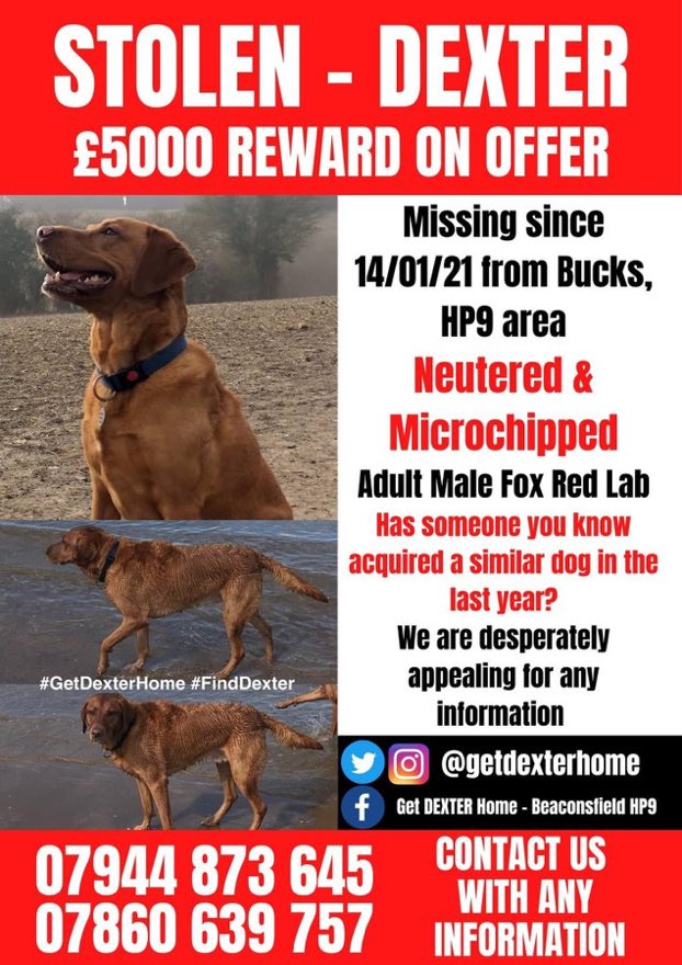 We are still fighting everyday. Prank phone calls, chasing up information on raids, following up sighted dogs, posting out leaflets &amp; posters across the country. We won’t give up on you 🧡 #GetDexterHome #FindDexter #RT #Share #SuperMarioBrosMovie #Trending