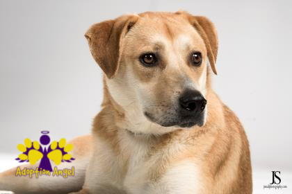 wilcopets's tweet photo. Introducing Candice, today's #FosterFeature. Candice has been given an #AdoptionAngel 😇, so her fee has been paid. All she needs now is for you to come adopt her! https://t.co/S8dKqj1J4l