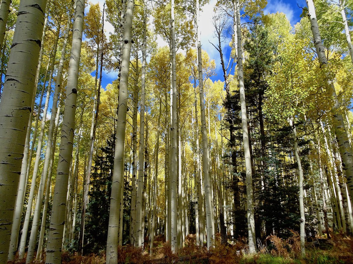 I was #hiking at #Arizona Snowbowl yesterday. The changing aspens were beautiful but are still a few days from peak color. Next week will be primo for leaf peepers. Happy autumn! <a href="/DiscoverFlg/">Discover Flagstaff</a> <a href="/flaglive/">Flag Live!</a>