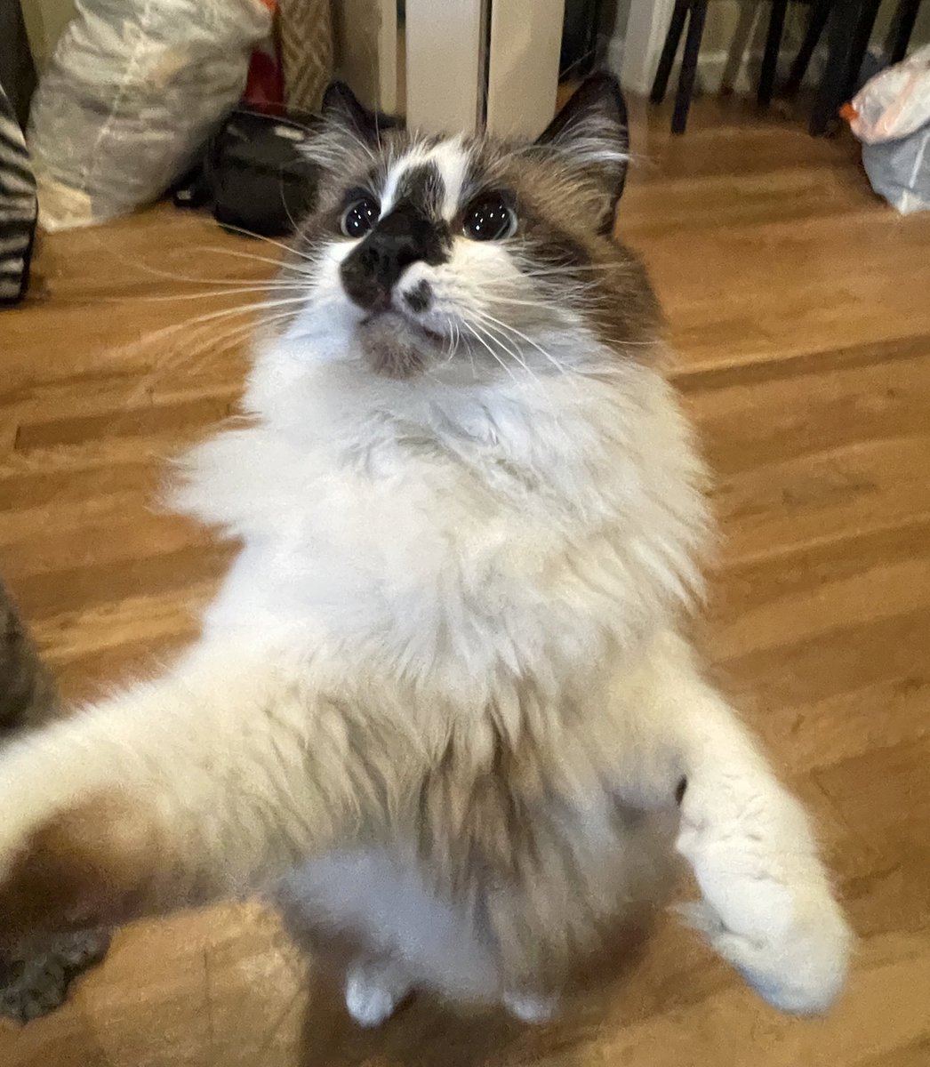 <a href="/GizmoCuteKitty/">🐾💙💙Gizmo Cute Kitty 💙💙🐾 🇺🇦🙏🏼💙💛</a> I’m so sorry Gizmo. Take very good care of your mom and give her lots of hugs. We will miss you while you are gone. Sending lots of healing purrs, love and hugs❤️🥰😽