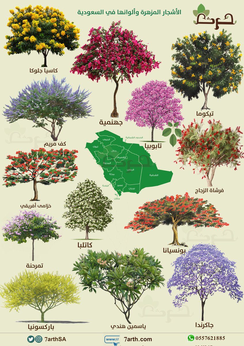 الوقت مناسب جدا لغرس الأشجار
ونرشح زراعة  هذه الأشجار المزهرة داخل المدن والحدائق المنزلية

وهذه الشتلات متوفرة في أغلب المشاتل

المهم انت ازرع وأهتم فيها بعد الزراعة وبتشوف النتيجة بإذن الله

#حرث #يوم_القهوة_العالمي  #النصر_ابها