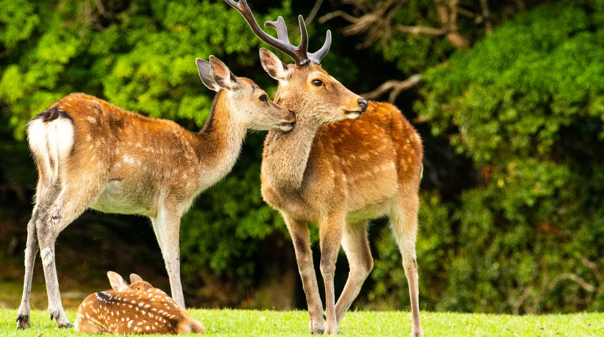 aufildujapon's tweet photo. Que diriez-vous d’une balade à Nara pour profiter de l’automne ? https://t.co/ibgsKWq4vd