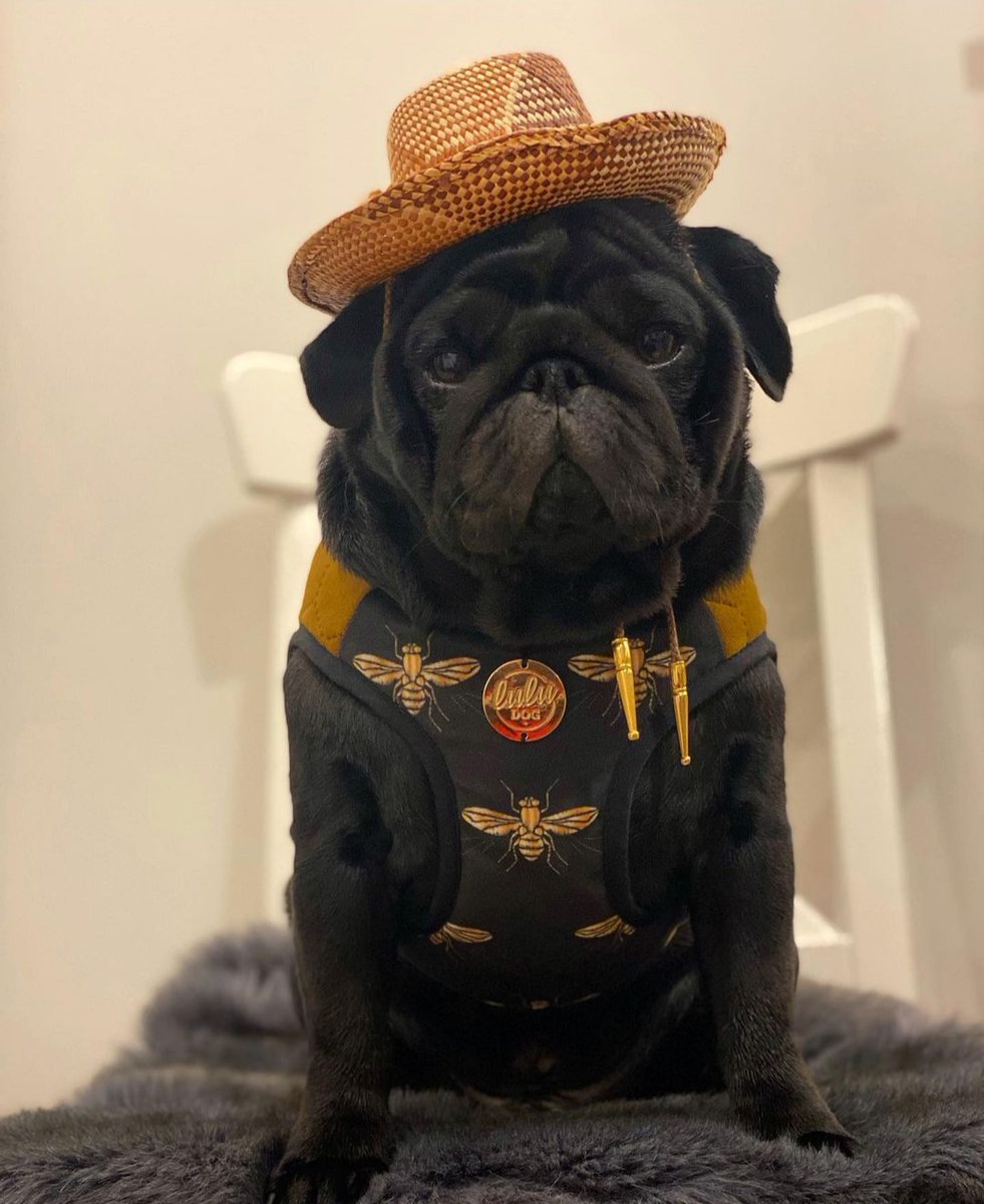 PUGLoversWorld1's tweet photo. Say YES if you also love black #pug 
#pugs #puglife #lunaFreaks #fridaymorning #lana https://t.co/0bc33j1oxW