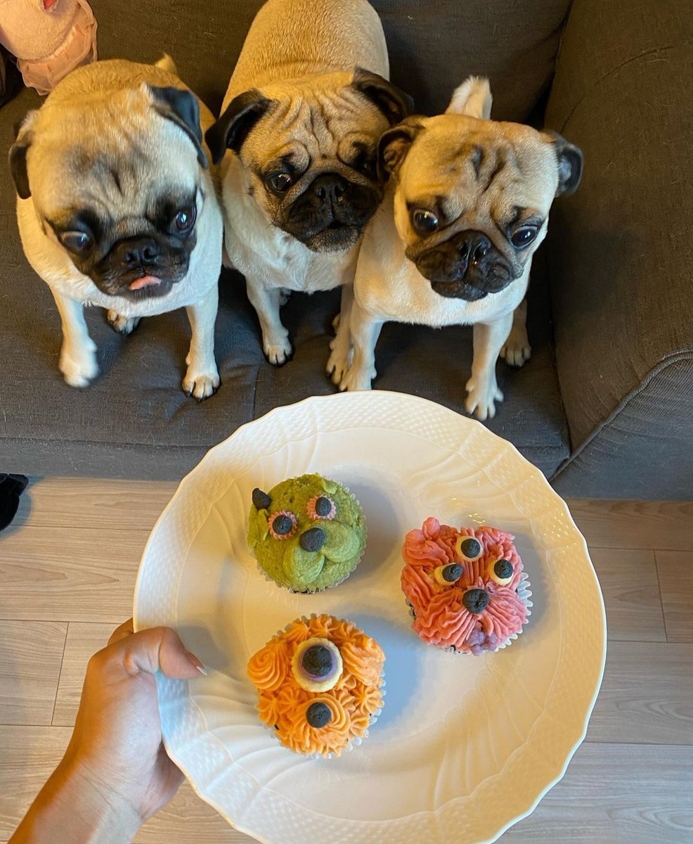 PUGLoversWorld1's tweet photo. Life is too short to just have one dog. 🥰🥰🥰
#pug #pugs #puglife #lunaFreaks #fridaymorning #lana https://t.co/EVdjs98uhE