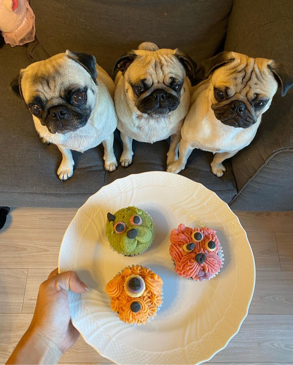 PUGLoversWorld1's tweet photo. Life is too short to just have one dog. 🥰🥰🥰
#pug #pugs #puglife #lunaFreaks #fridaymorning #lana https://t.co/EVdjs98uhE