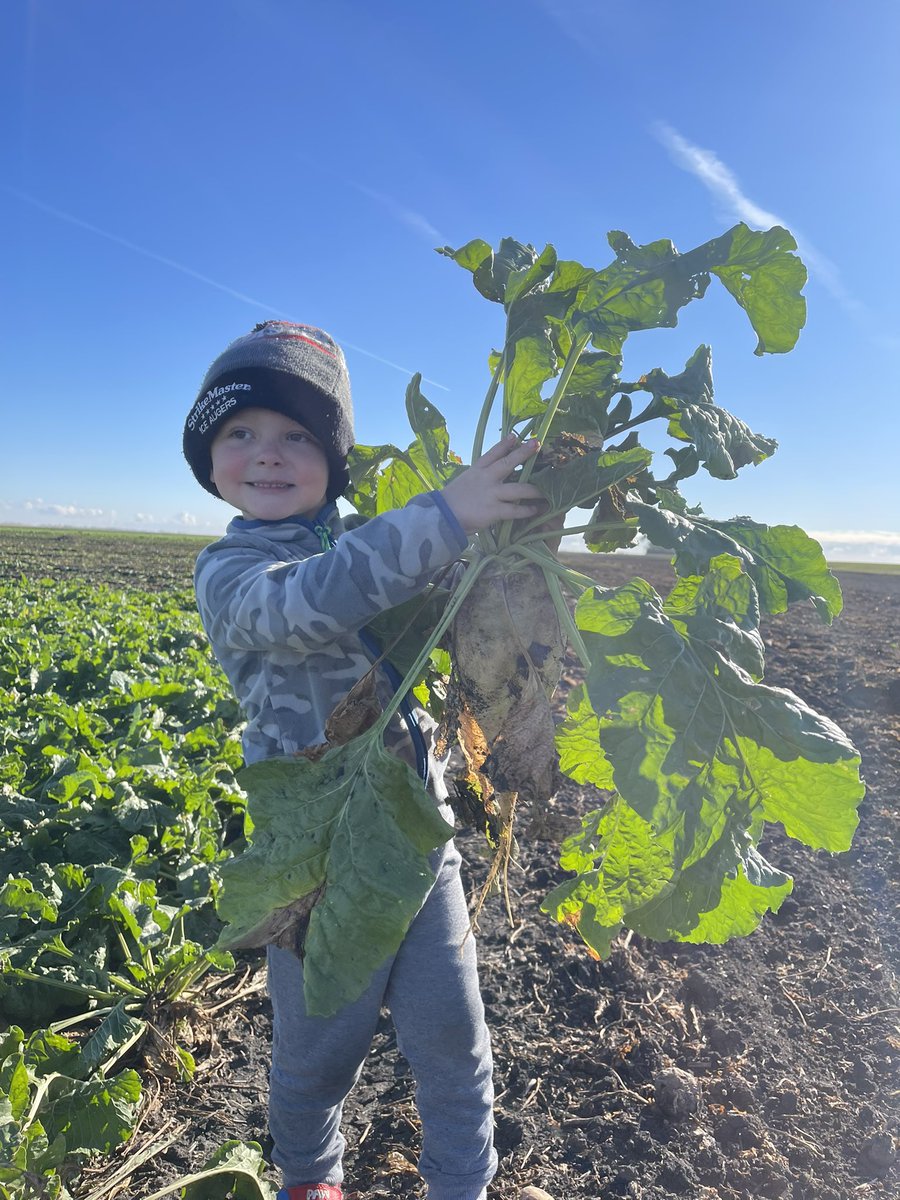 Day 2 of #sugarbeet harvest <a href="/AmityTechnology/">Amity Technology</a> <a href="/sugarpub/">The Sugarbeet Grower</a> <a href="/JohnDeere/">John Deere USA</a> <a href="/rdoequipment/">RDO Equipment Co.</a>