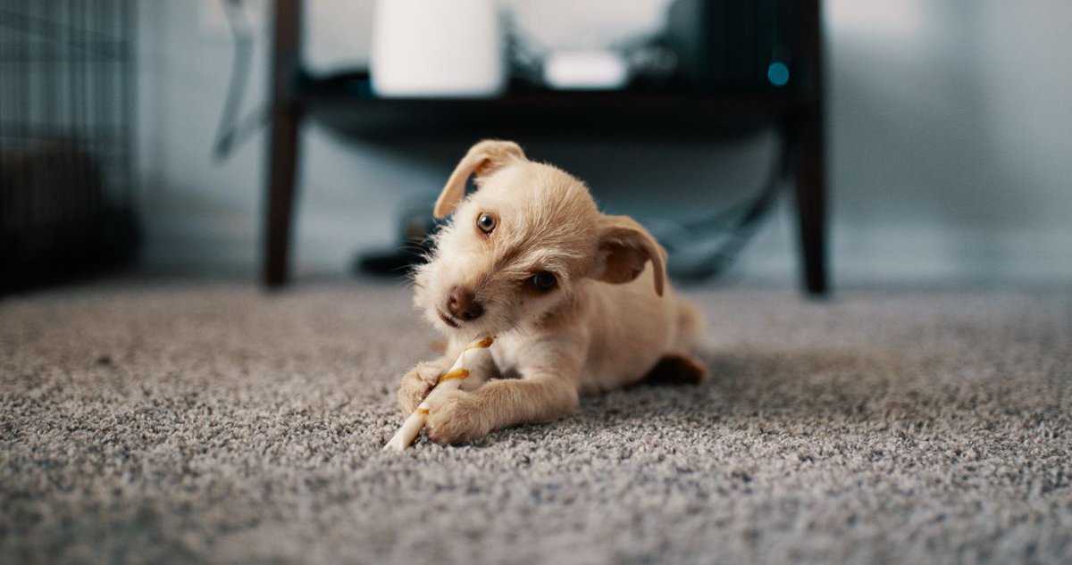 CarpetlandNE's tweet photo. We love our pets and we love our carpet. The truth is, the two don’t always mix well. That being said, our blog this week discusses how to protect your carpet from your loved furry friends.
https://t.co/vgQkjQTbc0
#carpet #pets #carpettips #omaha #lincoln #siouxfalls #carpetland https://t.co/7cDTdAN000