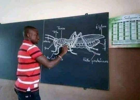 freemanchari's tweet photo. One problem with African schooling is that our heads are turned into storage devices. This image has been used as an example of things we learnt which are of no use. Yet, others have made pesticides, swam models,  robots by studying locusts. We have enough to solve our problems! https://t.co/hZsiWsmcJN