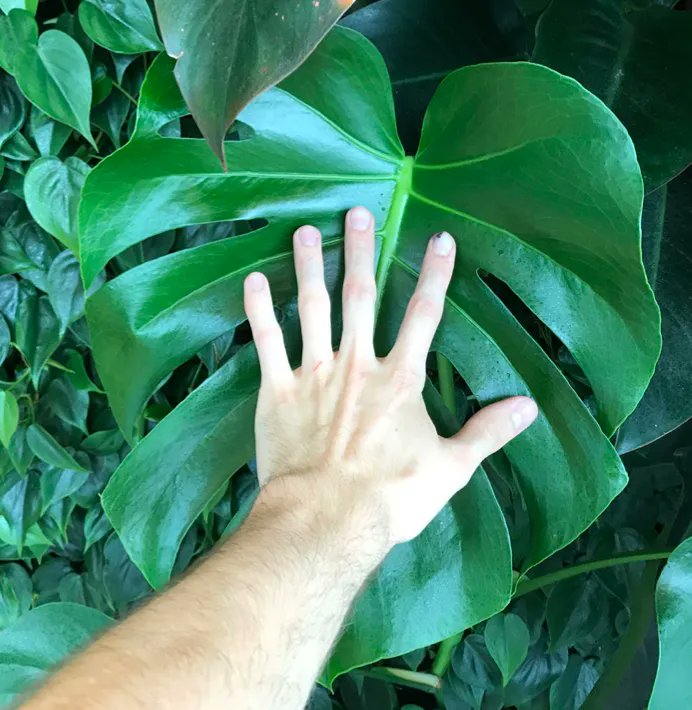 The BioWall at Wheaton Town Center is truly radiant. Check out the size and luster of this Monstera leaf! We worked with <a href="/clarkbuilds/">Clark Construction Group</a> and <a href="/gensler_design/">Gensler</a> to construct this #livingwall which covers 1000sqft... A showpiece at the intersection of architecture and the living world.