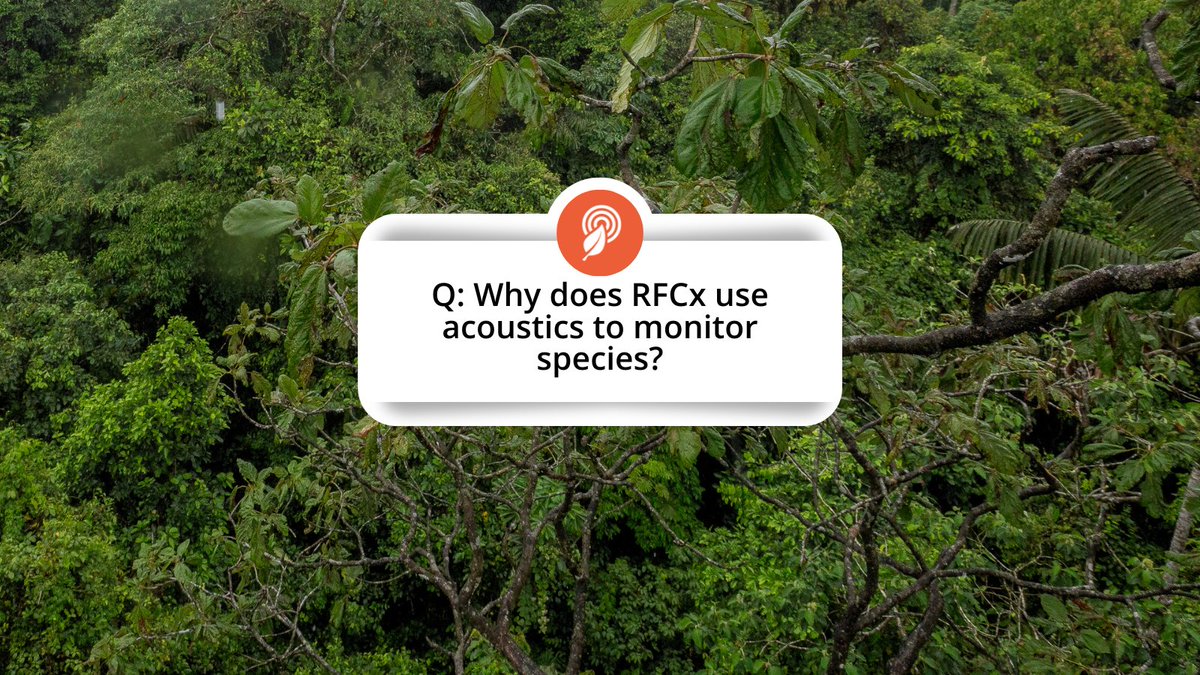 RainforestCx's tweet photo. 💭 Q&A time! We get asked a lot of questions about the work we do, how we do it, and why. It's time we shed some light on a few matters!
Got any questions for us? 🤔 Leave them in the comments and yours may just be the next one we cover! #wildlifeprotection #usingtechtoprotect https://t.co/oohjyGxQAH