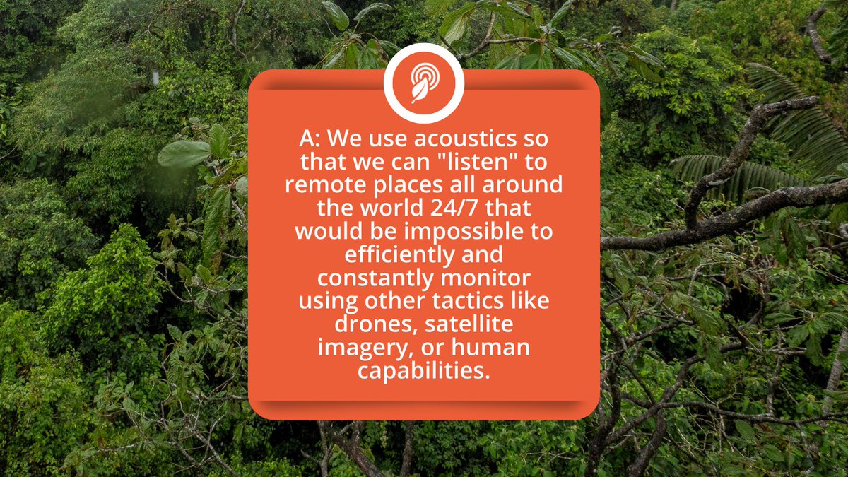 RainforestCx's tweet photo. 💭 Q&A time! We get asked a lot of questions about the work we do, how we do it, and why. It's time we shed some light on a few matters!
Got any questions for us? 🤔 Leave them in the comments and yours may just be the next one we cover! #wildlifeprotection #usingtechtoprotect https://t.co/oohjyGxQAH