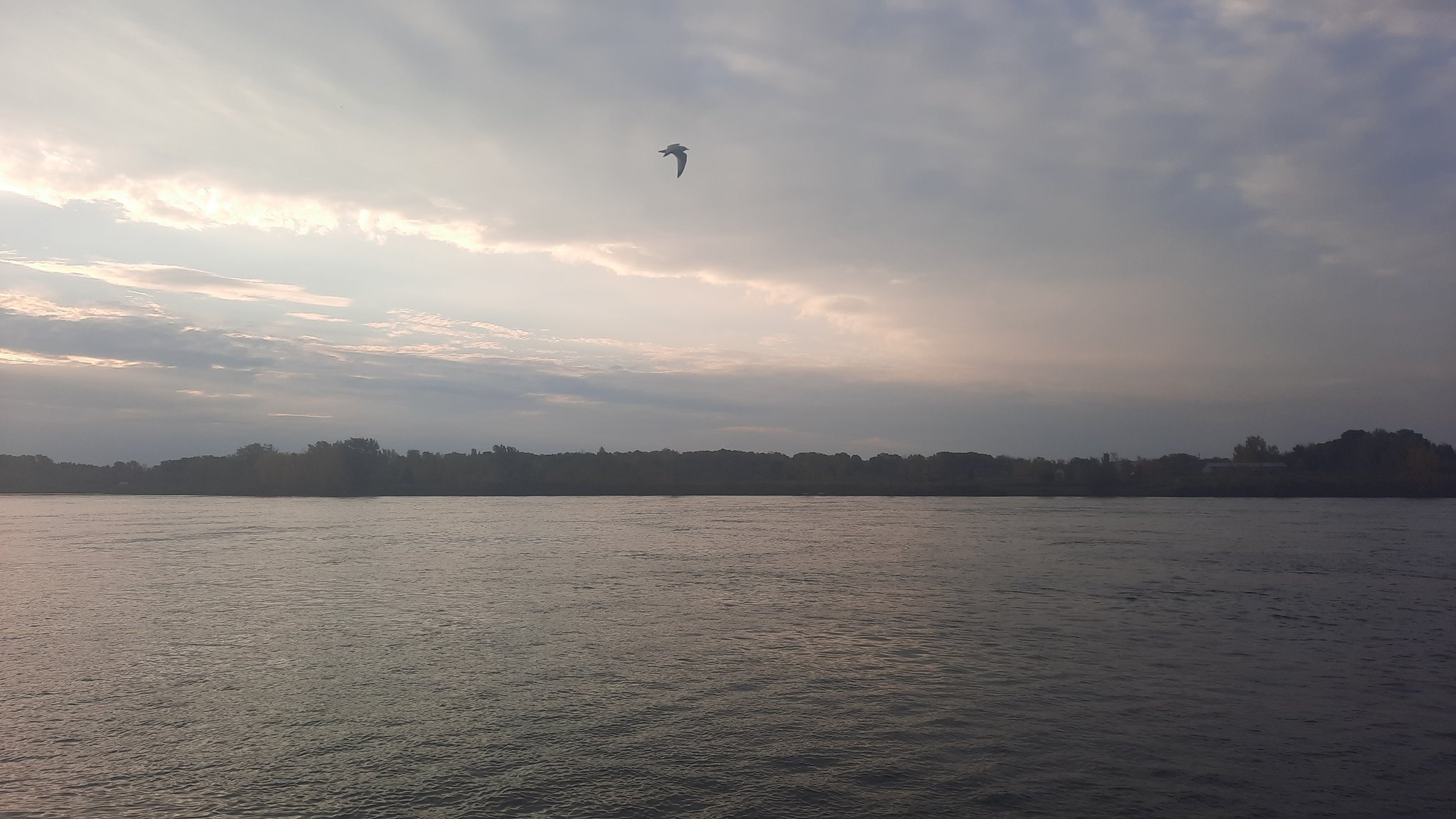 Jeffrey S Rafuse🌳 on Twitter: