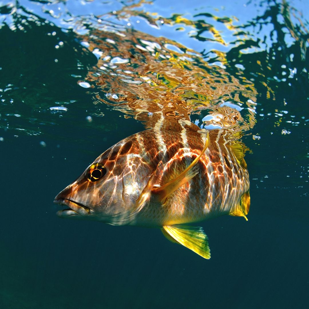 perryinstitute's tweet photo. ✨Fish Fact Friday: The largest-ever recorded schoolmaster snapper was 79.1 cm (2.6 ft) in total length and weighed 10.8 kg (23.8 lb)!
#fisheriesresearch #fishfactfriday #snappers #schoolmastersnapper #wethereef #coralrestoration #bahamas #coral #fishinglife https://t.co/HJMb6hCZpa