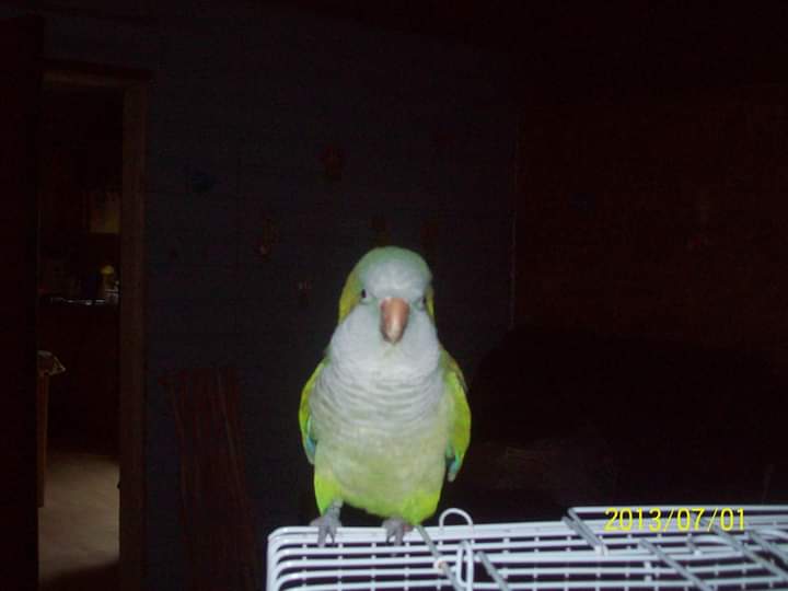 The rescue are looking for these donations. Some drywall wood nails. As we are trying to repair the rescue from where parrots have done chewing. And we are in need of your help. And also insulation if you think you can donate some of this stuff please let us know.