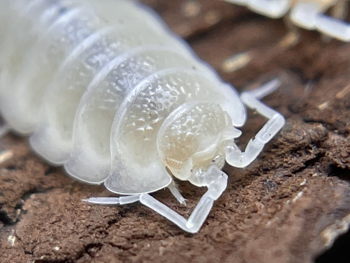 crevicedwelling's tweet photo. three albino isopod ladies. what are they discussing https://t.co/ZERBXsMgJz