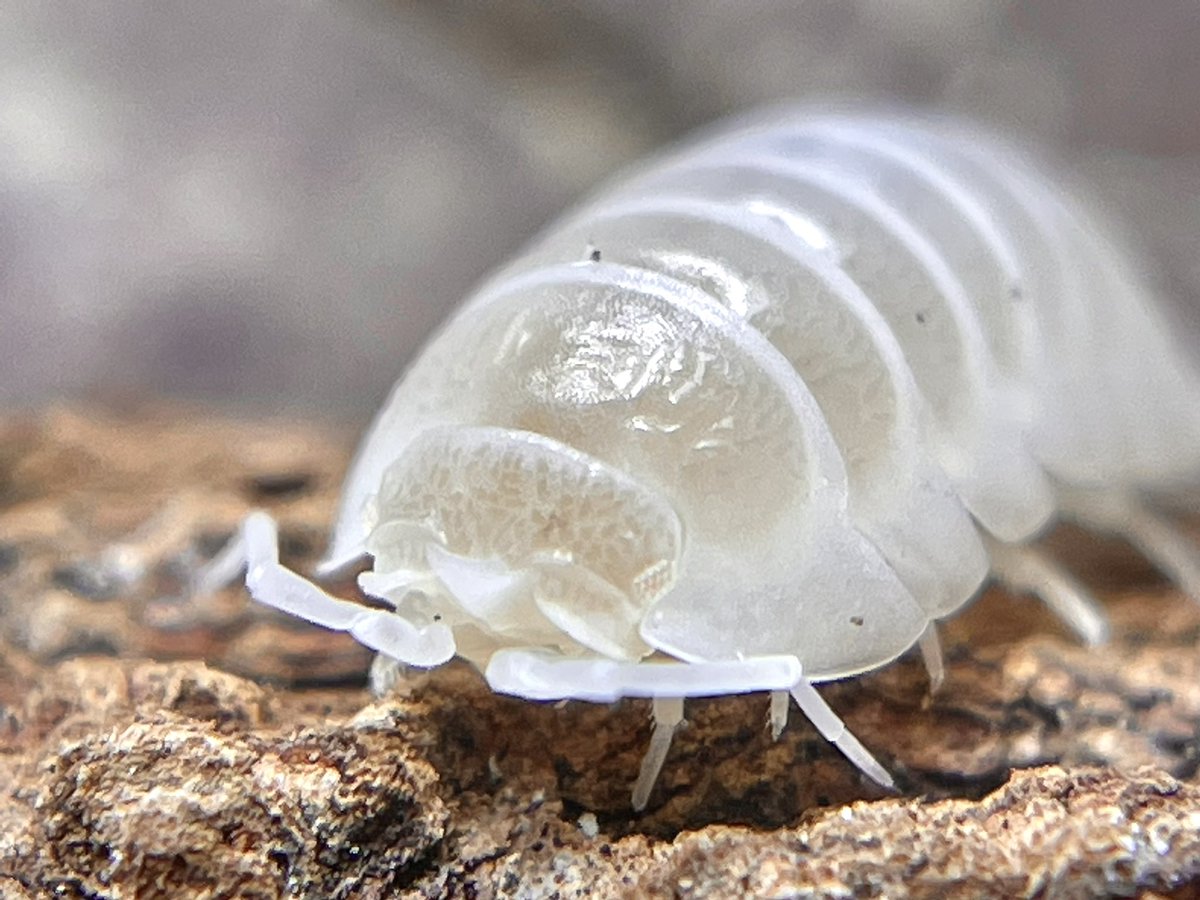 crevicedwelling's tweet photo. three albino isopod ladies. what are they discussing https://t.co/ZERBXsMgJz