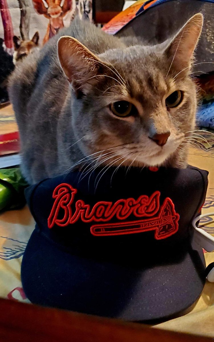 Po is excited for another playoff run with the <a href="/Braves/">Atlanta Braves</a>. #MLBplayoffs2022 #CatsOfTwitter