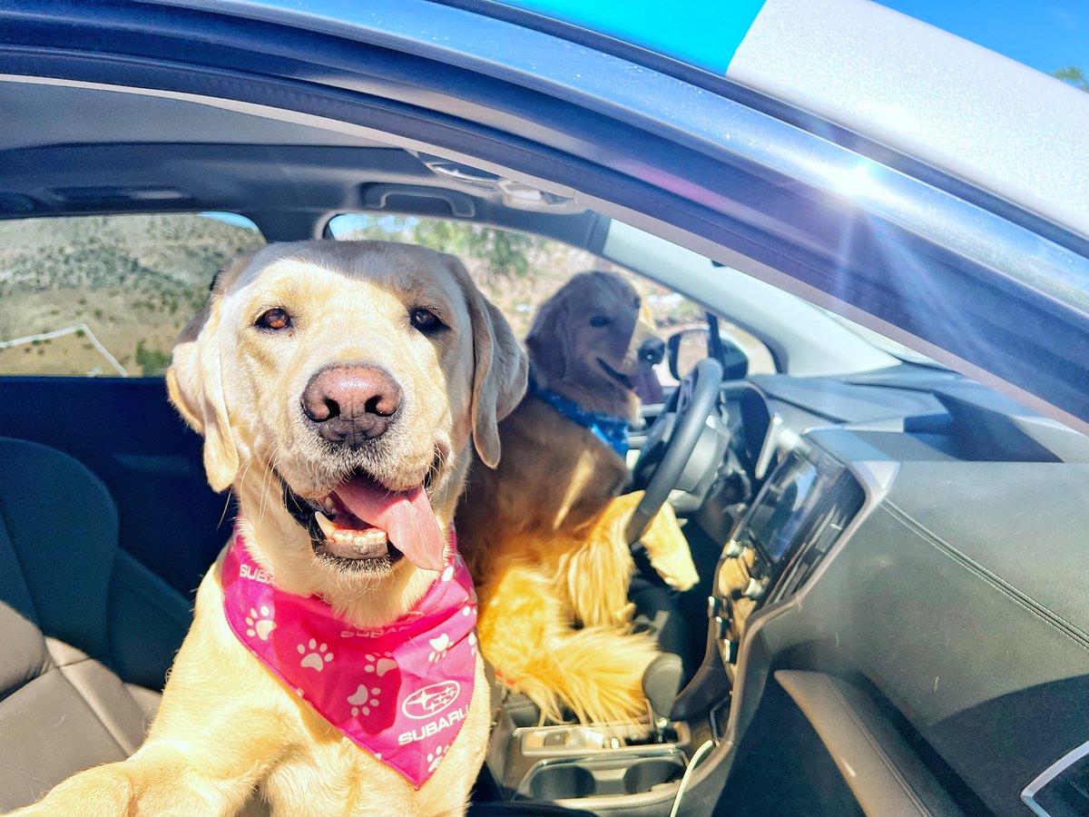 subaru_usa's tweet photo. What better way to celebrate #WorldSmileDay than w/ our Subaru Barkley family 🐶❤️! Thank you to Sarah &amp; her team at Working Wildlife for keeping a smile on these stars 😄 What’s your favorite Subaru Dog Tested commercial? #SubaruLovesPets #MakeADogsDay (📸: Sarah June Schwaiger) https://t.co/wysY0KC5Jc