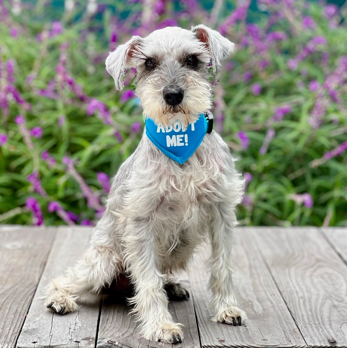peace_rescue's tweet photo. ADOPT (Foster Needed): Lilβ Buddy
Schnauzer | Male | 12 y/o | 11 lbs
https://t.co/b2lXL6ChwF
Lil Buddy is a mellow little guy looking for his forever home! He gets along great with other dogs and loves meeting new people.
#schnauzer
#allgooddogs
#adoptdontshop https://t.co/8Igz9Jf91Y