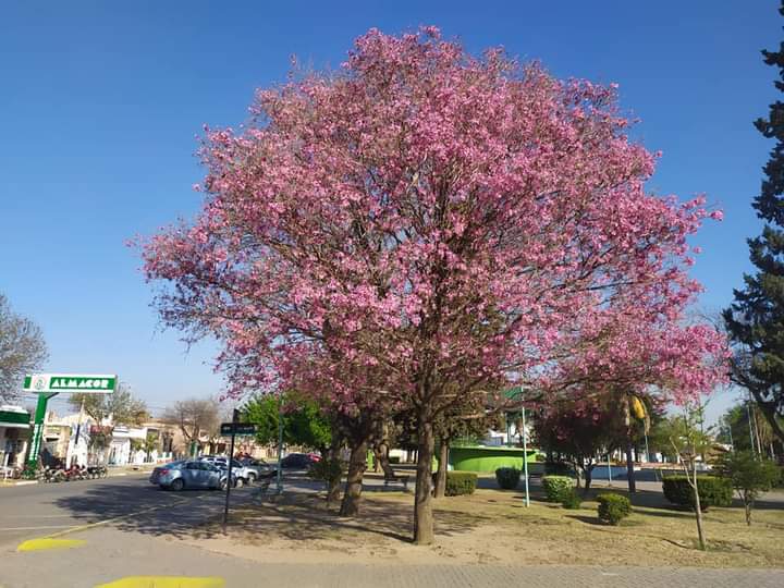 lucasgvaliente's tweet image. #Luque #Primavera2022 #EspaciosVerdes
👍Llegó la primavera en #Luque y los espacios verdes lucen coloridos!!.👏