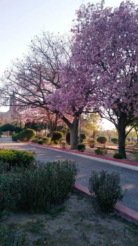 lucasgvaliente's tweet image. #Luque #Primavera2022 #EspaciosVerdes
👍Llegó la primavera en #Luque y los espacios verdes lucen coloridos!!.👏