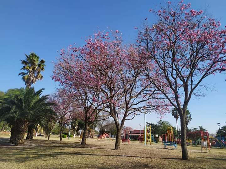lucasgvaliente's tweet image. #Luque #Primavera2022 #EspaciosVerdes
👍Llegó la primavera en #Luque y los espacios verdes lucen coloridos!!.👏