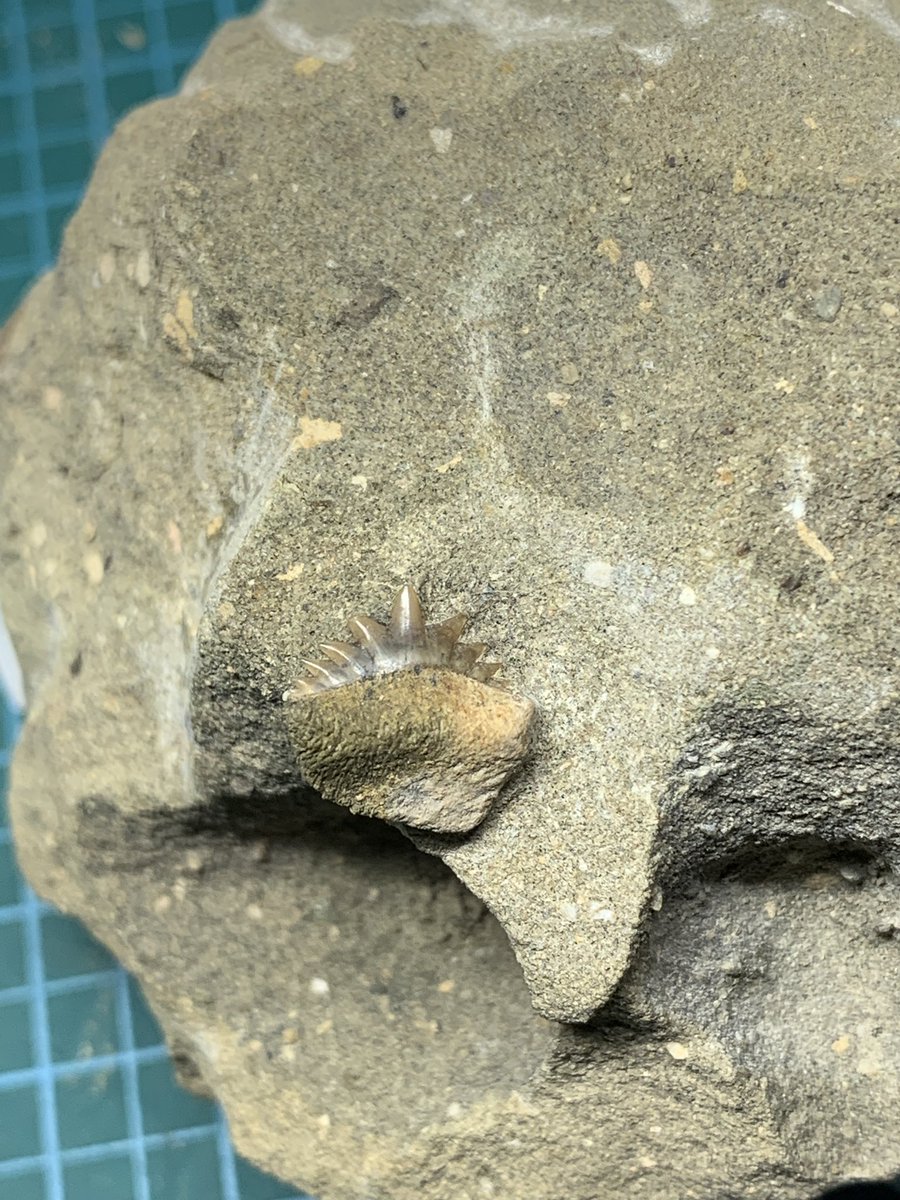 こっちん@アングスティデンス見つけ隊 (@angustidens7) / Posts / X