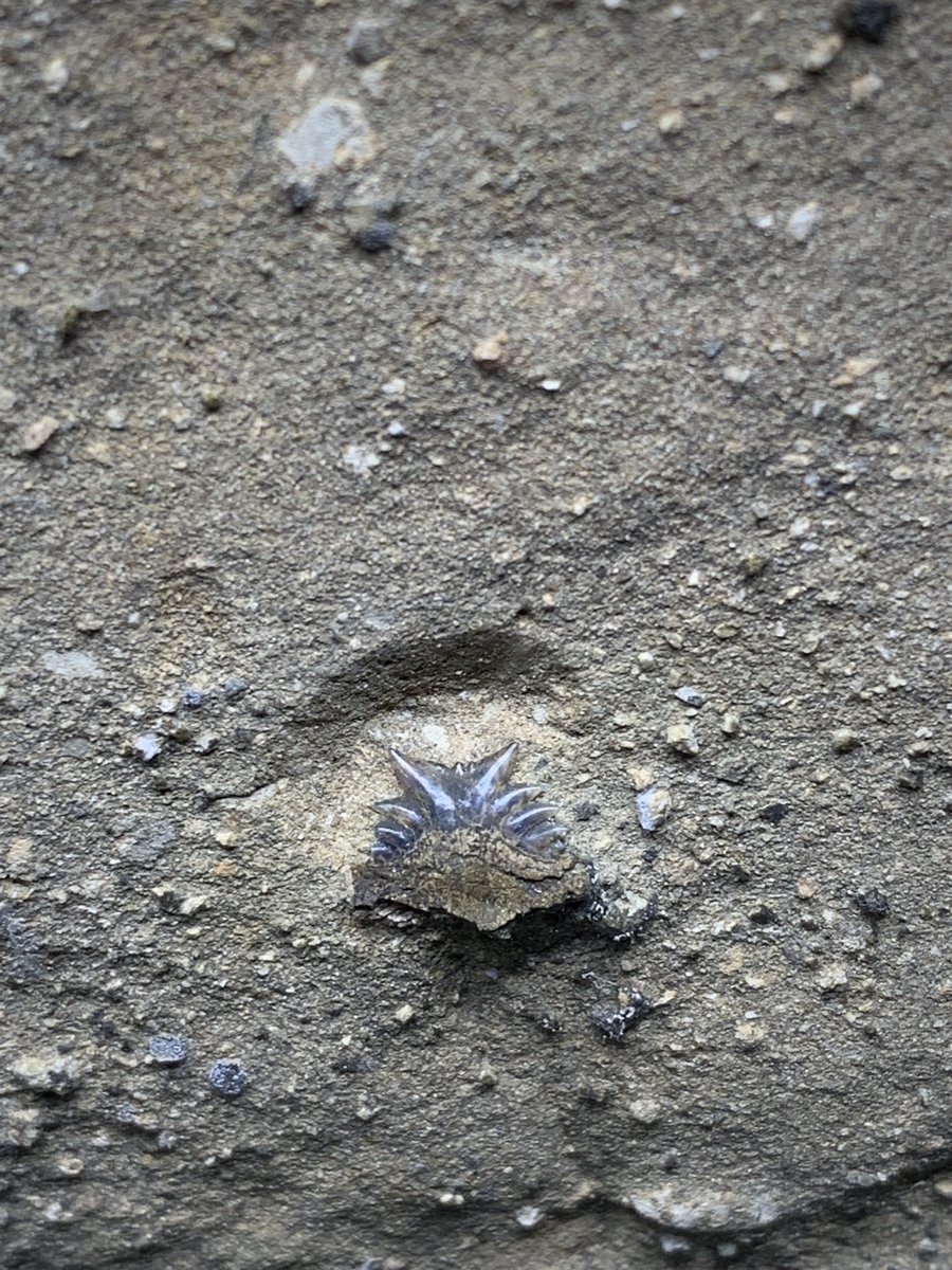 こっちん@アングスティデンス見つけ隊 (@angustidens7) / Posts / X