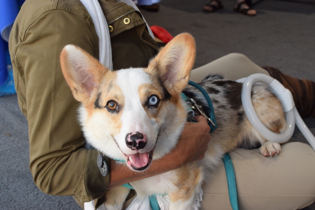 magnawavePEMF's tweet photo. Happy World Smile Day ๐โ โ #MagnaWave gives your pet something to smile about ๐ #PEMF improves animals mood and relaxes them ๐งโโ๏ธ Visit link in bio :))โ #worldsmileday https://t.co/GTXOwixVTT
