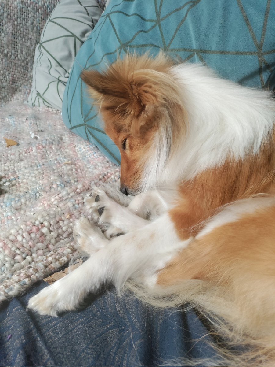 KayeKirrin's tweet photo. @leonkillin He is so cute! Love it when they forget to put their tongue away.

Here are some sleepy Nettle pics https://t.co/d03K5Wt1J4