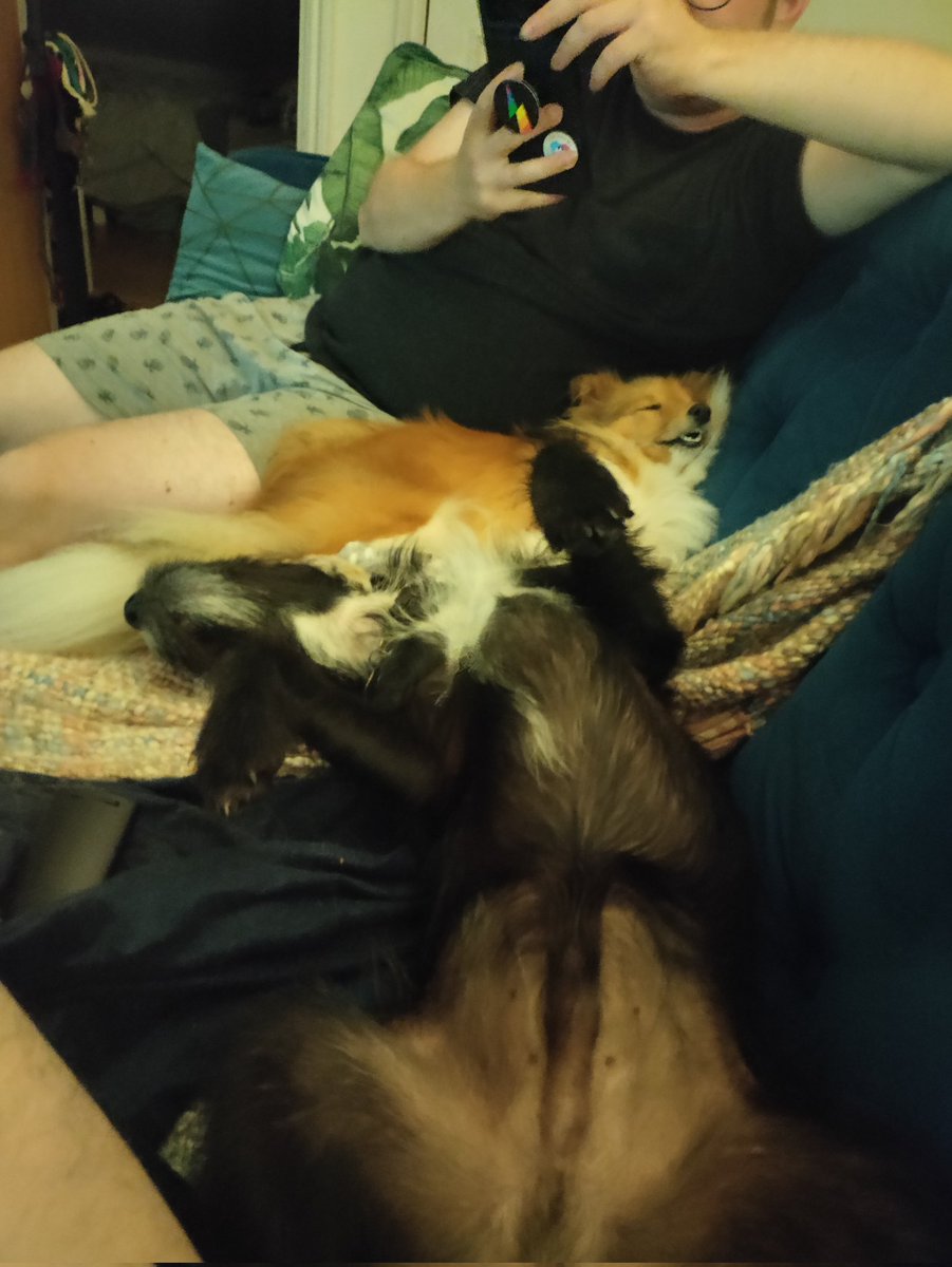 KayeKirrin's tweet photo. @leonkillin He is so cute! Love it when they forget to put their tongue away.

Here are some sleepy Nettle pics https://t.co/d03K5Wt1J4