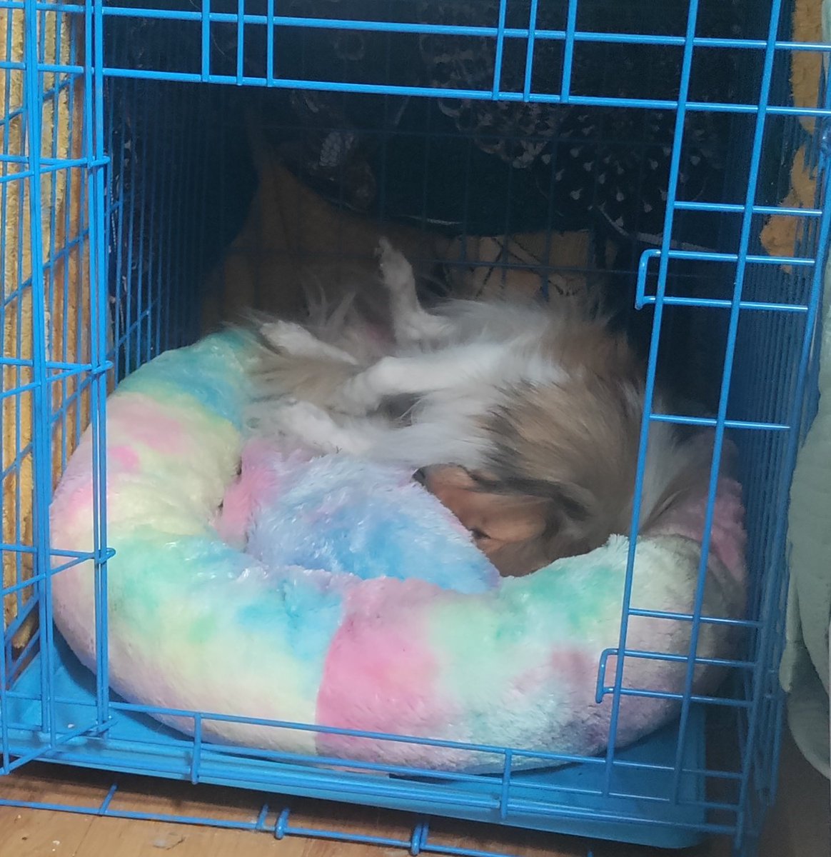 KayeKirrin's tweet photo. @leonkillin He is so cute! Love it when they forget to put their tongue away.

Here are some sleepy Nettle pics https://t.co/d03K5Wt1J4
