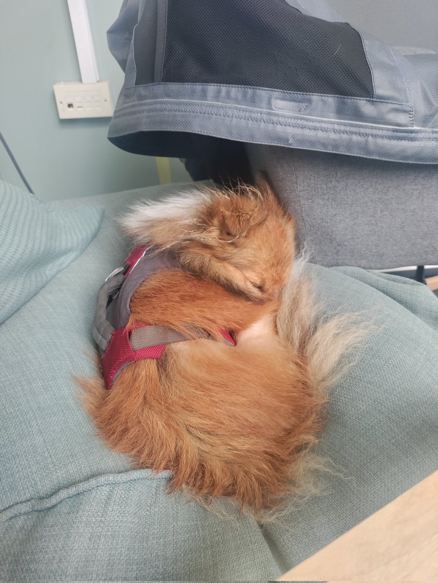 KayeKirrin's tweet photo. @leonkillin He is so cute! Love it when they forget to put their tongue away.

Here are some sleepy Nettle pics https://t.co/d03K5Wt1J4
