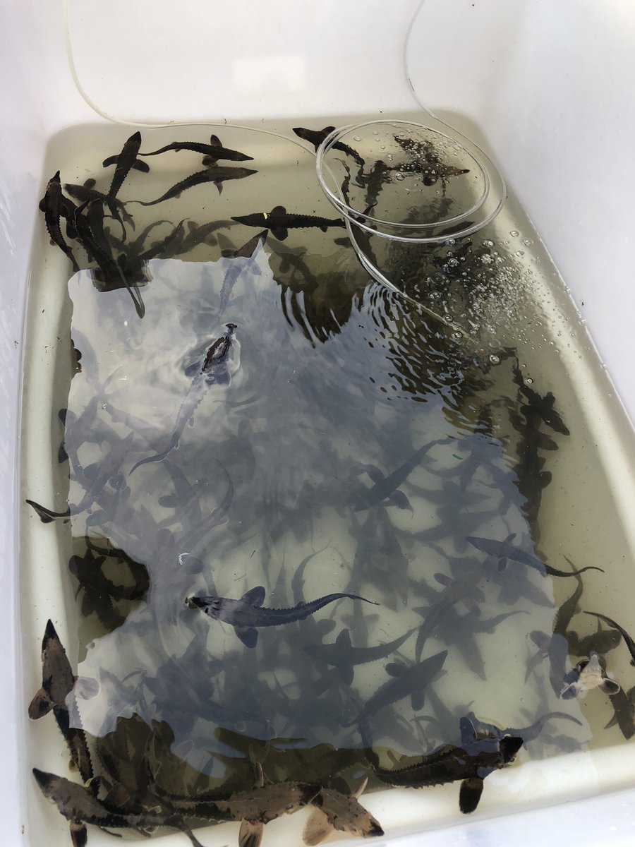 thombenson's tweet photo. I love all of the excitement for #conservation in #Chattanooga every time we release Lake Sturgeon. @TNAQsci @TNAquarium https://t.co/1U7qtELffs