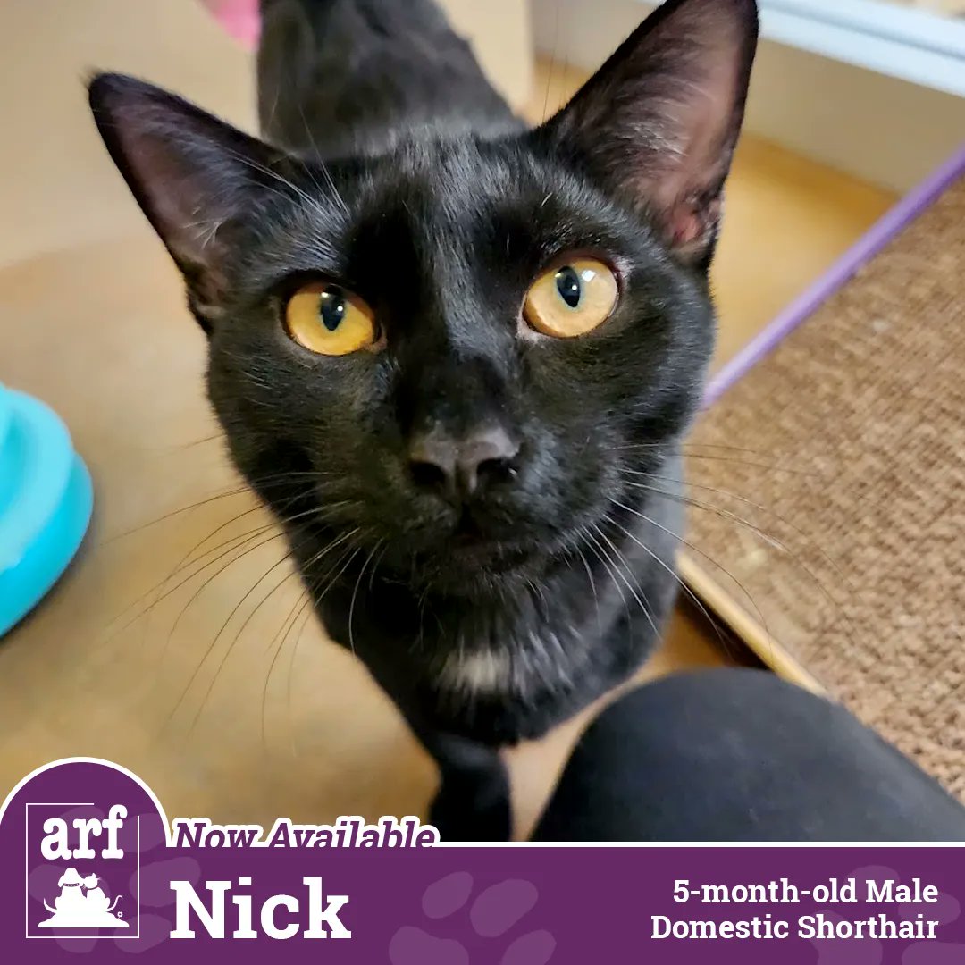 It's free cat adoption day! 🥳 
Nick's siblings (Howie, Brian, Kevin, and A.J.) have all been adopted and he's the last Catstreet Boy left looking for love!
Bring home a feline best friend today, at no cost — adoptions open at noon!
arflife.org/adopt/adoption…