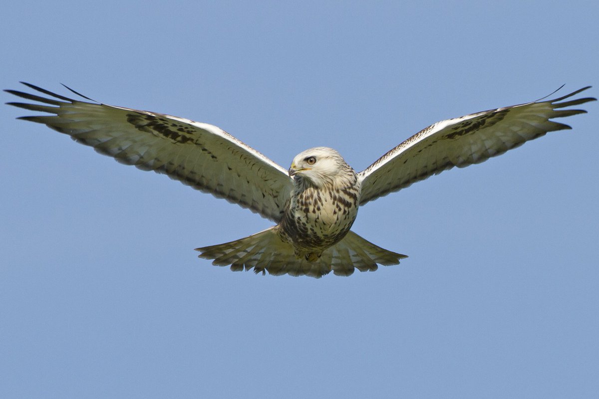 We are in the middle of the October migration peak. Check Birdingplaces.eu to find great places near you and head out for a great weekend of birding! <a href="/_BTO/">BTO</a> <a href="/DEBALMER/">Dawn Balmer</a> <a href="/trektellen/">Trektellen.org</a> <a href="/StephenMenzie/">Stephen Menzie</a> <a href="/FlamboroughBird/">Flamborough Bird Observatory</a> <a href="/vismigKC/">Keith Clarkson</a> <a href="/Joe_Makepeace/">Joe Makepeace</a> <a href="/WMGVs/">Wouter Vansteelant</a> <a href="/BirdingLindus/">Bird watching LINDUS</a> <a href="/_OSME/">OSME</a> <a href="/NABU_de/">NABU 🦤</a>