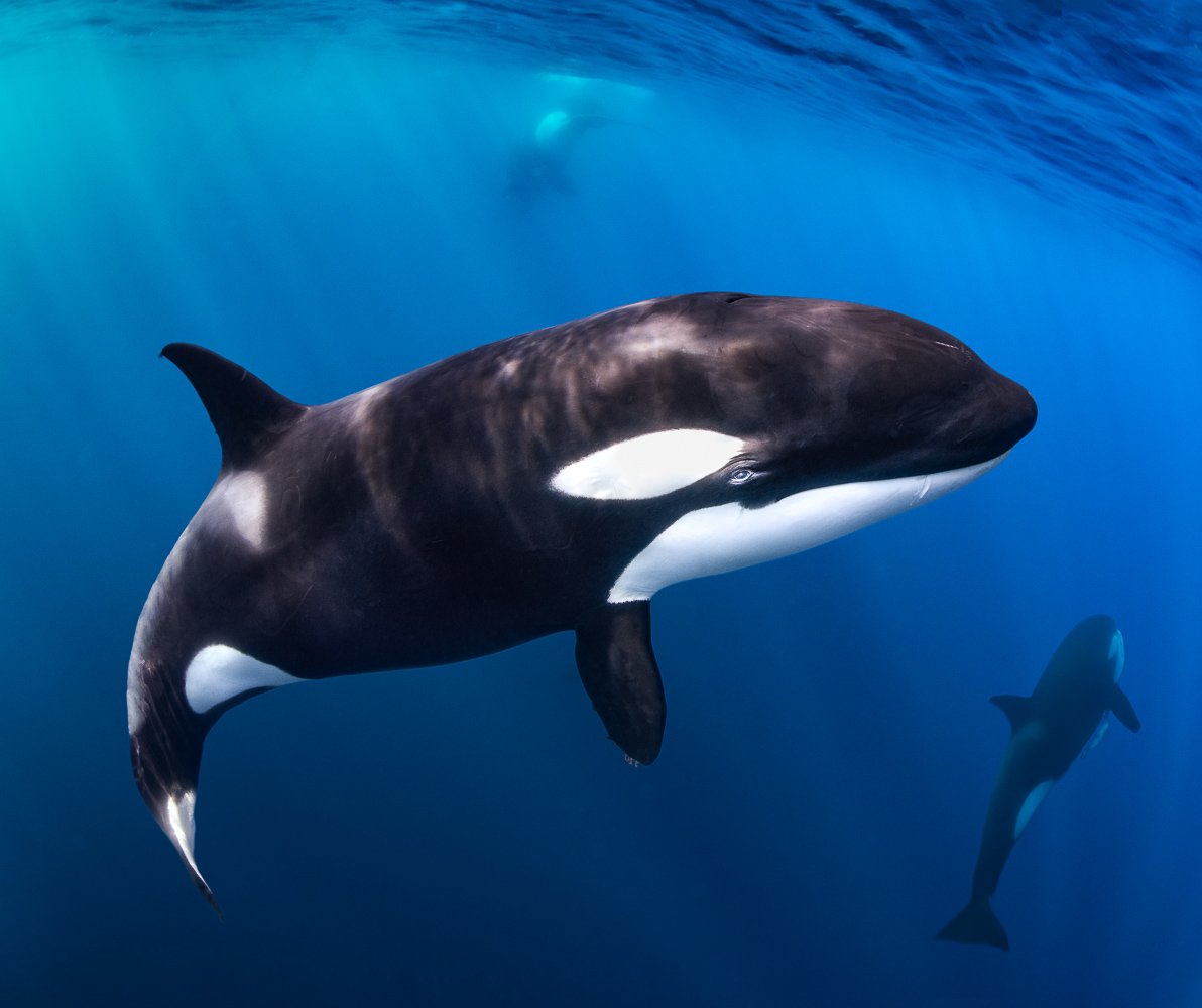 Sault Photography tweet media