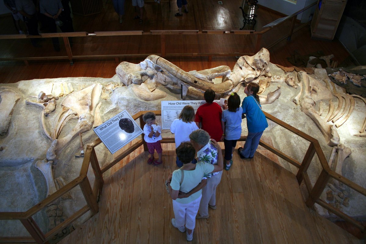 In 1962, UNSM students found two complete mammoth skeletons. Each had a broken tusk on opposite sides. During the musth, these bulls in their prime battled to the death for mating rights. The Clash of the Mammoths is at Trailside Museum at Fort Robinson State Park. #FossilFriday