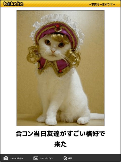 自撮り猫のtwitterイラスト検索結果