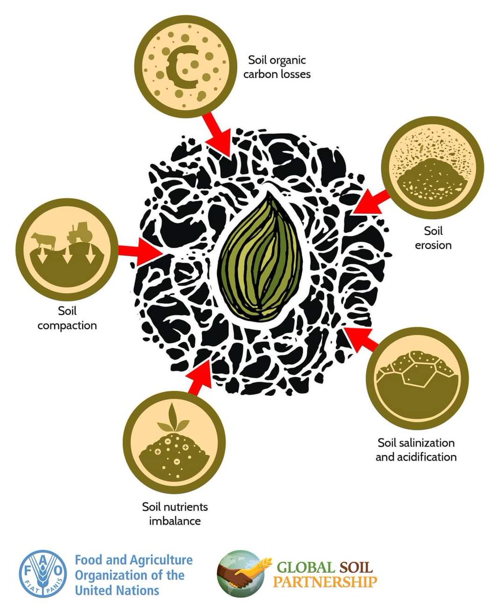 #BlackSoils are of global importance given their relevance to food security and #ClimateChange However, they are very sensitive and need to be managed carefully to maintain their productive potential ⚠️ #SoilHealth 🔍 Learn more black #Soils 👉 tiny.cc/nrzouz