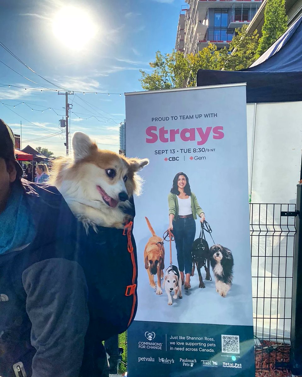 kimchithecorgi's tweet photo. Ty #Doggos Toronto &amp; #CorgiNation coming out in full #pawty mode @stacktmarket Brews + Chews event 🍺🐶 w/ @NicolePower3 &amp; the cast of #straystv
@nikkiduval @Tina_Jung @EmPiggford @frankc_o @petvalu @CBC @cbcgem 
#Strays #CBCStrays #BrewsandChews #PetValuxStrays #Kimchithecorgi https://t.co/AD70L2dIHm