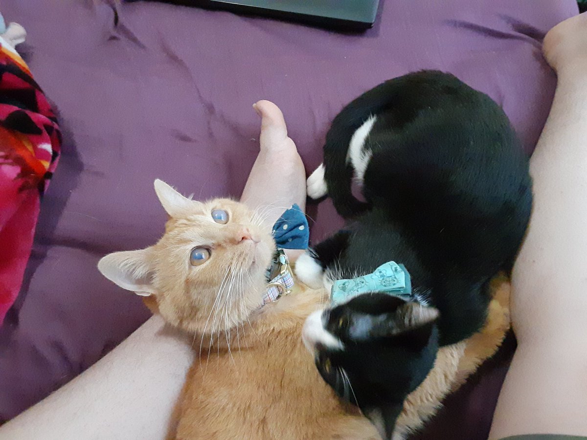 Dragockon's tweet photo. I caught this precious moment yesterday with our cats cuddling and giving each other kisses. So cute! Zashi is such a sweet Older Brother to his sister! https://t.co/e2NW8syUQv