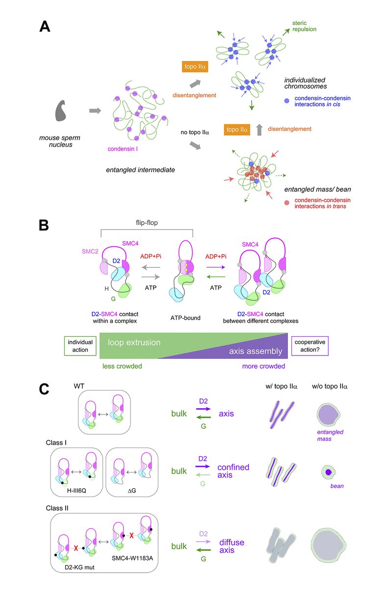 JCellBiol's tweet photo. Kinoshita et al. address the role of #condensin I in #chromosome assembly and identify two classes of mutations that cause hyper- and hypocompaction phenotypes in #Xenopus egg extracts. https://t.co/GQp7TdtVrD
Part of our #Chromatin Biology collection: https://t.co/9QRGXDaq5S https://t.co/lJoztoUfQs