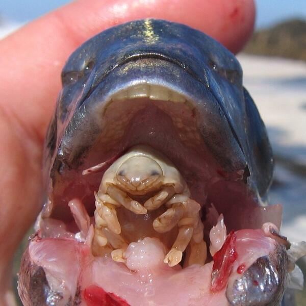Weird_AnimaIs's tweet image. Cymothoa exigua is a type of parasite that enters fish's gills, eats their tongue, and then replaces it.