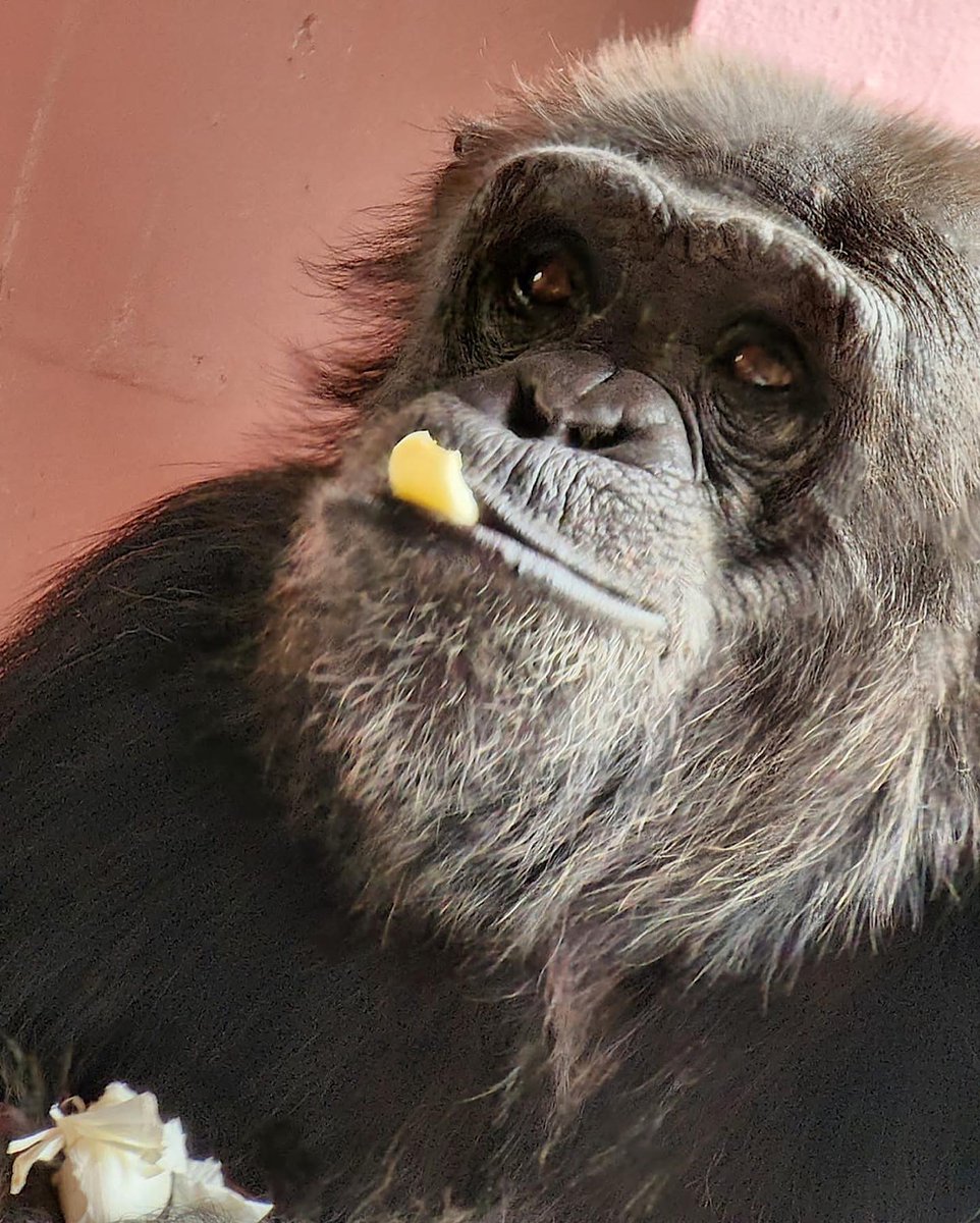 SaveTheChimps's tweet photo. Happy 29th Birthday, #ChancetheChimp! Affectionately known as “Fancy Pants,” Chance loves to eat his fruit and veggies whole, often refusing it if staff has cut it up - including 🧄🧄🧄! He was rescued from the Coulston Foundation in 2002, having now been with us for 20 years. https://t.co/PZoZ47VL6y