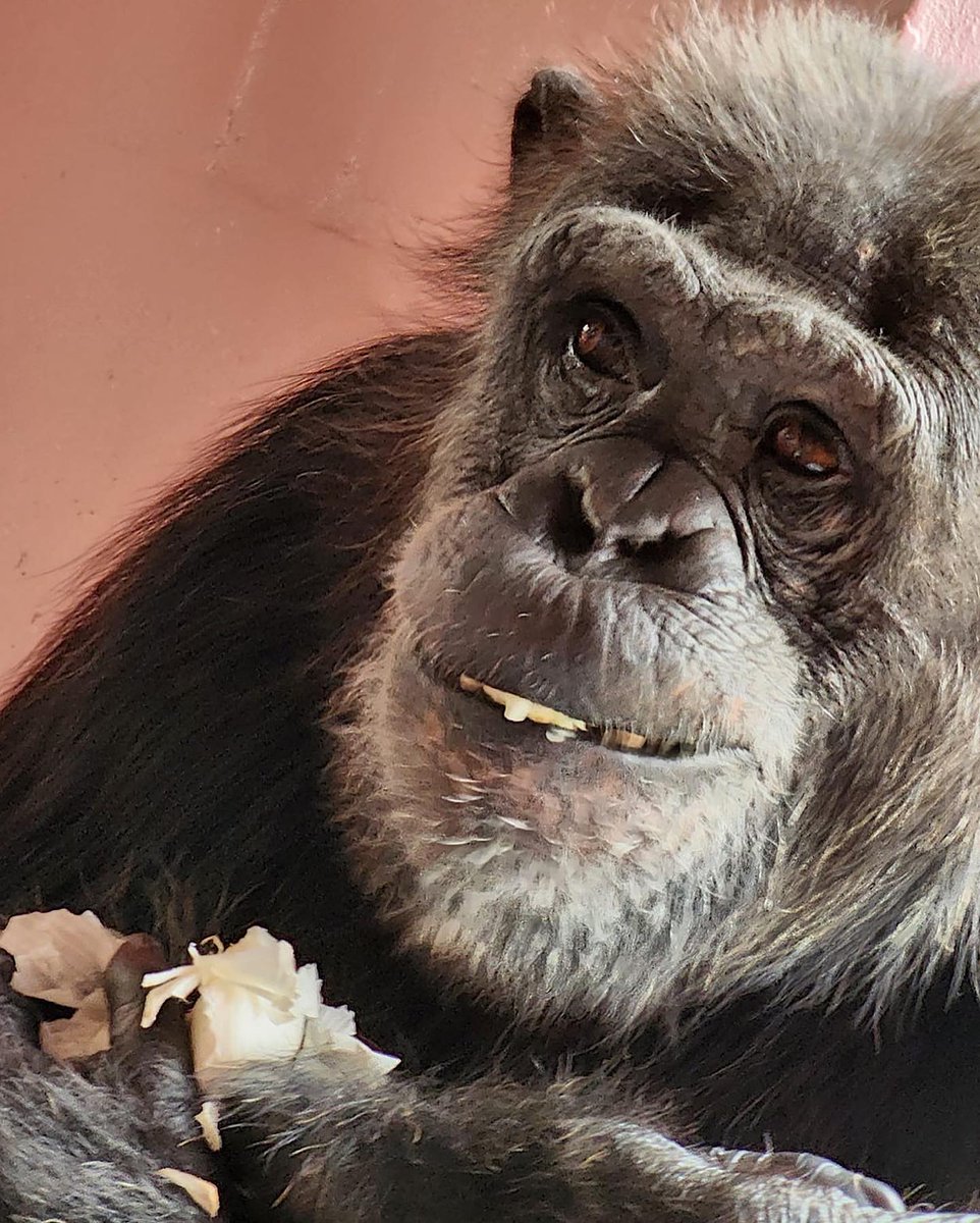 SaveTheChimps's tweet photo. Happy 29th Birthday, #ChancetheChimp! Affectionately known as “Fancy Pants,” Chance loves to eat his fruit and veggies whole, often refusing it if staff has cut it up - including 🧄🧄🧄! He was rescued from the Coulston Foundation in 2002, having now been with us for 20 years. https://t.co/PZoZ47VL6y
