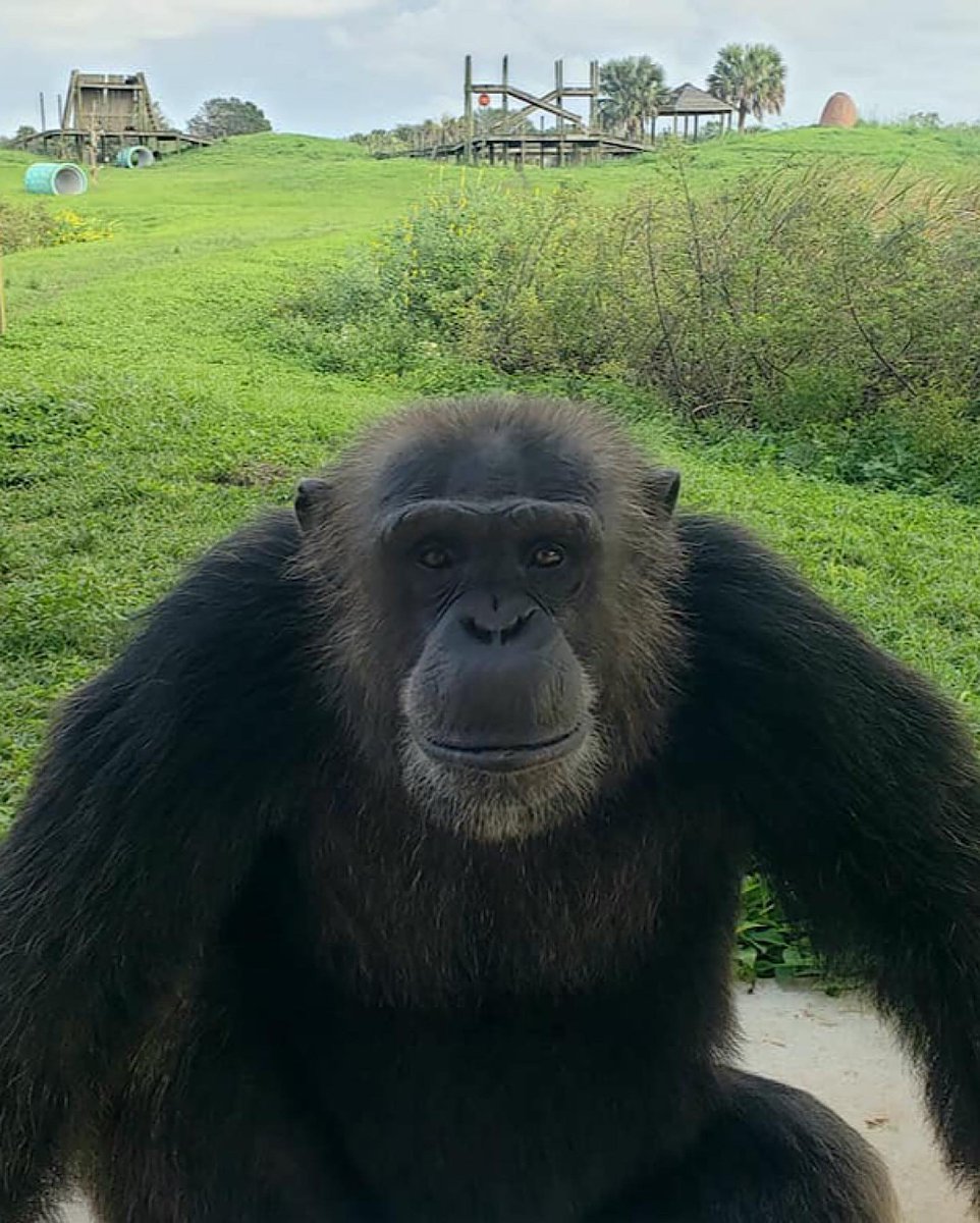 SaveTheChimps's tweet photo. Happy 29th Birthday, #ChancetheChimp! Affectionately known as “Fancy Pants,” Chance loves to eat his fruit and veggies whole, often refusing it if staff has cut it up - including 🧄🧄🧄! He was rescued from the Coulston Foundation in 2002, having now been with us for 20 years. https://t.co/PZoZ47VL6y