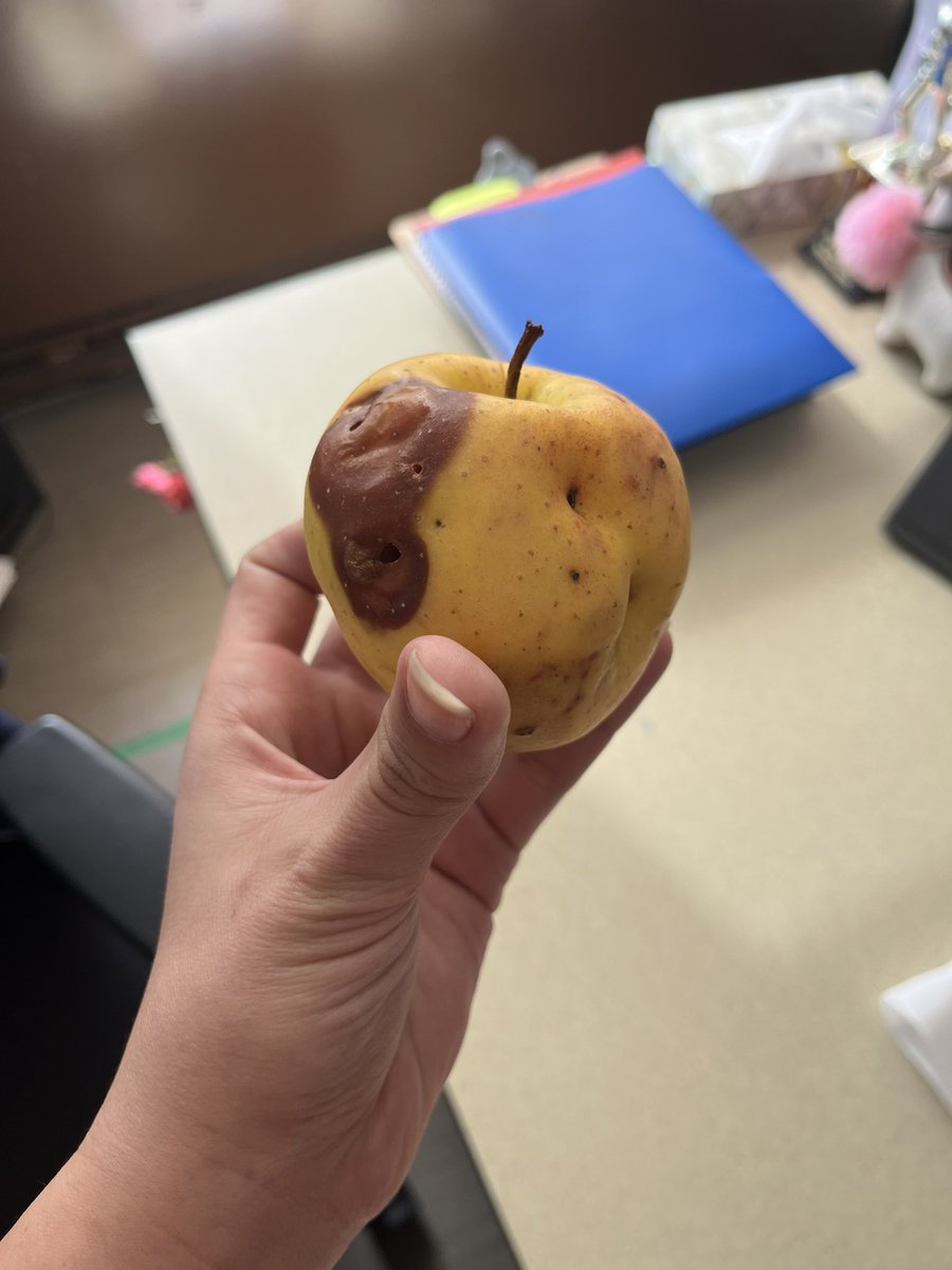 tabithaaag's tweet photo. For the first time as a teacher  I received an apple from a student from their apple tree

The apple: https://t.co/5i5TrF90Ke