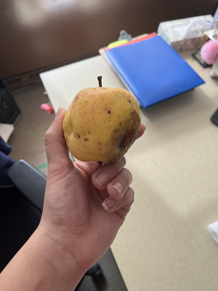 tabithaaag's tweet photo. For the first time as a teacher  I received an apple from a student from their apple tree

The apple: https://t.co/5i5TrF90Ke